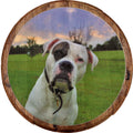 Bar Sign White Spotted Dog Pitbull Bulldog Bully Breed Lab Mutt Bar Wall Decor Wall Art Gifts
