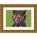 Jones, Adam 32x23 Gold Ornate Wood Framed with Double Matting Museum Art Print Titled - Extreme close-up of house fly head and face-Kentucky