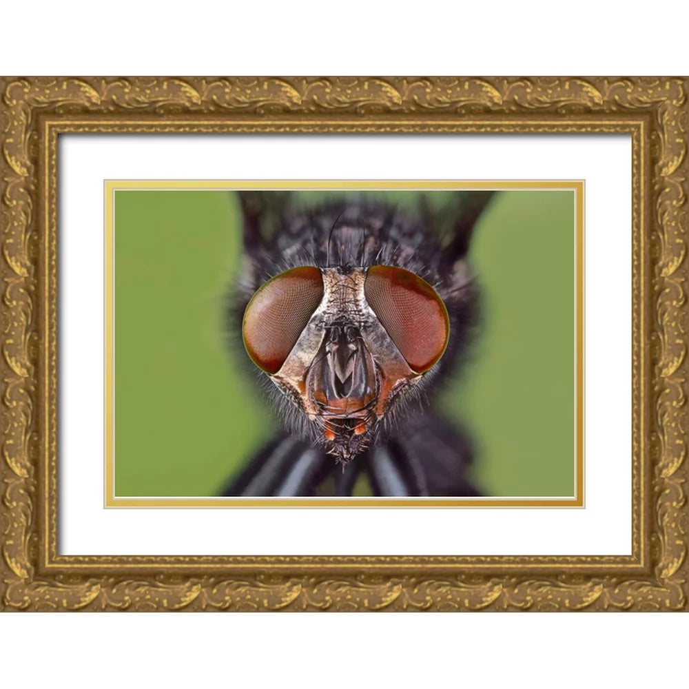 Jones, Adam 32x23 Gold Ornate Wood Framed with Double Matting Museum Art Print Titled - Extreme close-up of house fly head and face-Kentucky